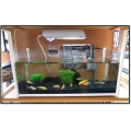 Bể Genoah 40cm của GEX (Nhật) Bể Genoah 40cm của GEX (Nhật)